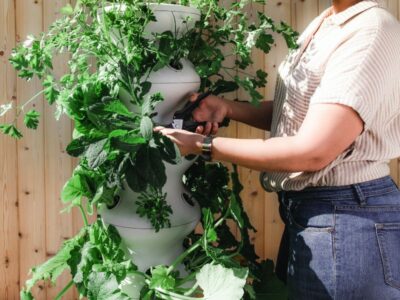 Services d’aménagement paysager et jardinage